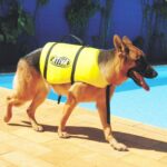 Colete Salva Vidas Ativa Pet M Cachorro - Imagem 4